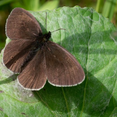 Aphantopus hyperanthus (okáč prosíčkový), SK, Štôla