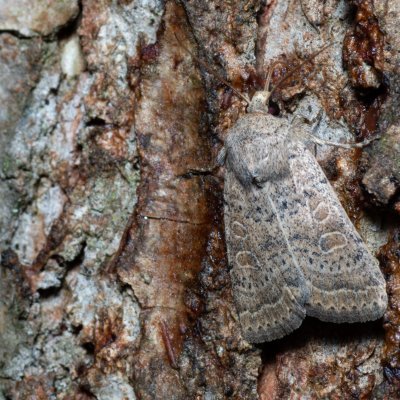 Hoplodrina superstes (blýskavka svízelová), Žebětín