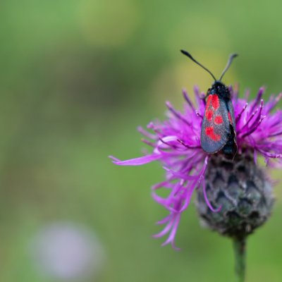 Zygaena loti (vřetenuška kozincová), NPP Švařec