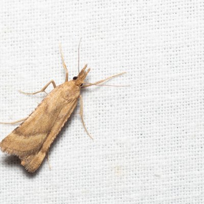 Synaphe punctalis (-), PR Svatý kopeček