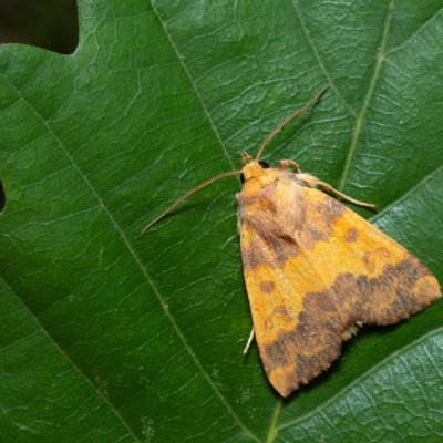 Tiliacea aurago (zlatokřídlec bukový), Kamenný vrch