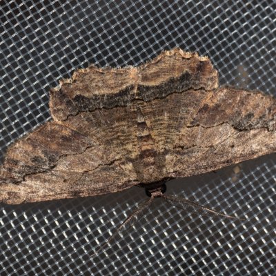 Menophra abruptaria (-), GR, Myrtidion monastery, Korfu