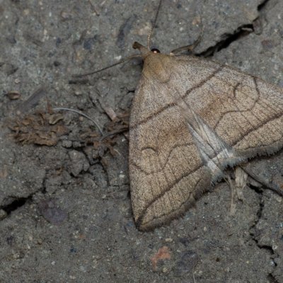Herminia grisealis (žlutavka šedavá), PR Kamenný vrch