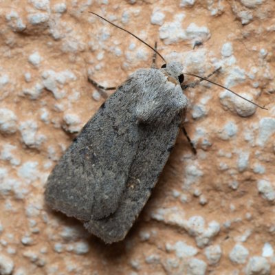 Caradrina sp., IT, Kuens, Jižní Tyrolsko