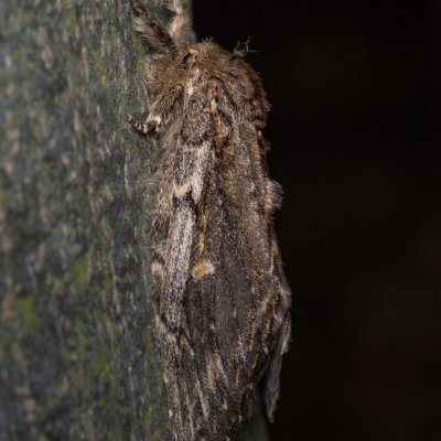 Peridea anceps (hřbetozubec plachý), Žebětín