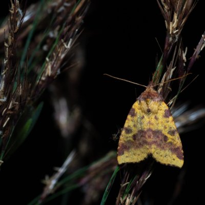 Xanthia togata (zlatokřídlec jívový), PP Střelická bažinka