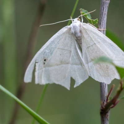Campaea margaritaria (běločárník habrový), NPR Mohelenská hadcová step