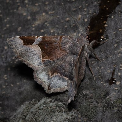 Zethes insularis (-), HR, Jablanac