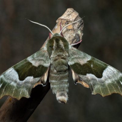 Mimas tiliae (lišaj lipový), Augšperský potok
