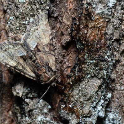 Pabulatrix pabulatricula (-), Žebětín