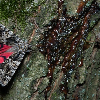 Catocala promissa (stužkonoska úzkopásá), Žebětín