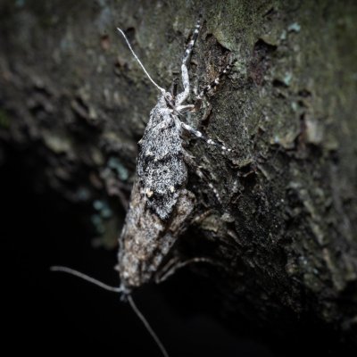 Diurnea fagella (šedivěnka jarní), Helenčina studánka