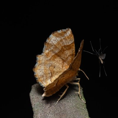 Cepphis advenaria (kropenatec borůvkový), NPR Radostínské rašeliniště