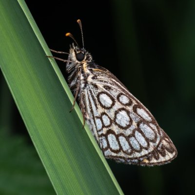 Heteropterus morpheus (soumračník černohnědý), PP Bobrava