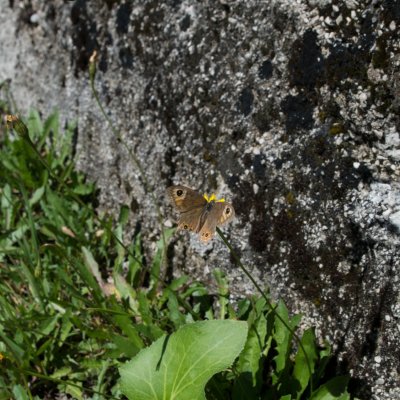 Lasiommata petropolitana (okáč stínovaný), IT, Lago del Predil