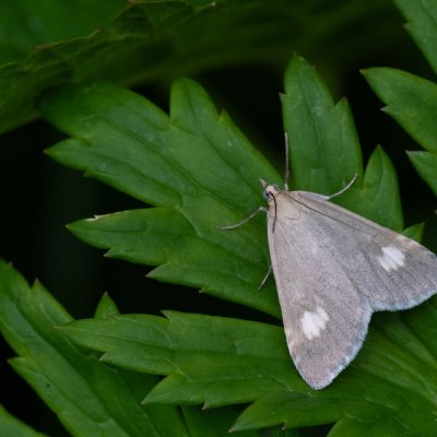Udea alpinalis (zavíječ horský), IT, Cinque Torri, Jižní Tyrolsko