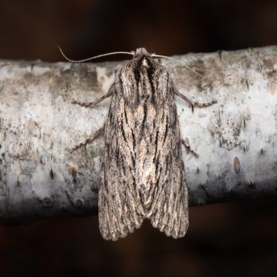 Asteroscopus sphinx (dřevobarvec pozdní), PR Kamenný vrch