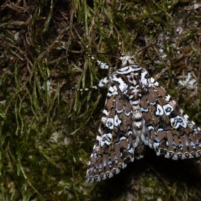 Lamprosticta culta (pestroskvrnka trnková), HR, Krasno