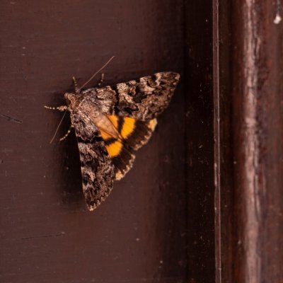 Catocala nymphagoga (stužkonoska žlutá), HR, Pula