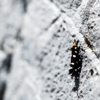 Euplocamus anthracinalis (mol ozdobný), Hornek