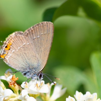 Satyrium acaciae (ostruháček kapinicový), PR Kamenný vrch