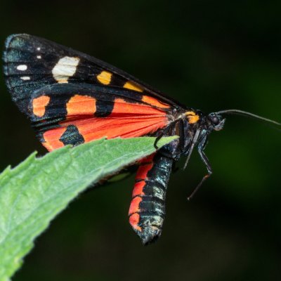 Callimorpha dominula (přástevník hluchavkový), PP Augšperský potok