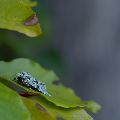 Griposia aprilina (pestroskvrnka zelenavá), Žebětín