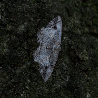 Alcis bastelbergeri (různorožec černopásý), Daremní