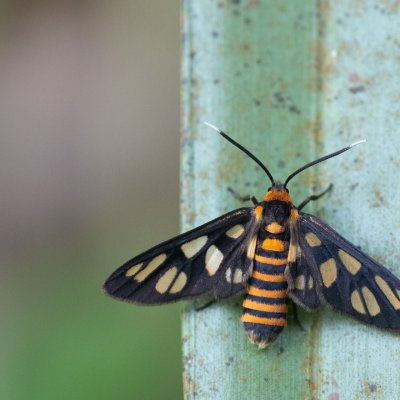 Amata huebneri (-), TH, Krabi