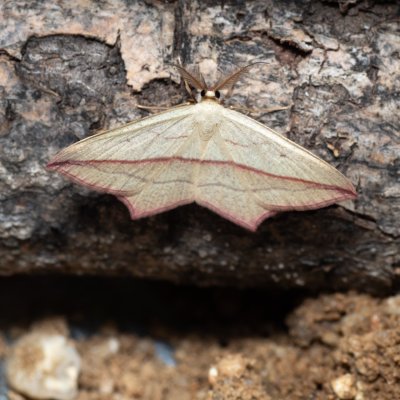 Timandra comae (žlutokřídlec šťovíkový), Bratčice