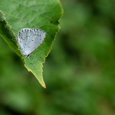 Celastrina argiolus (modrásek krušinový), Hnanice
