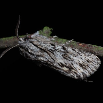 Asteroscopus sphinx (dřevobarvec pozdní), Kývalka