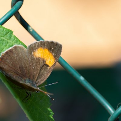 Thecla betulae (ostruháček březový), Nesovice