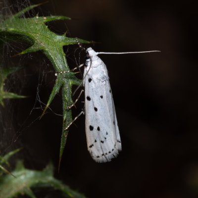 Myelois circumvoluta (zavíječ tečkovaný), GR, Myrtidion monastery, Korfu