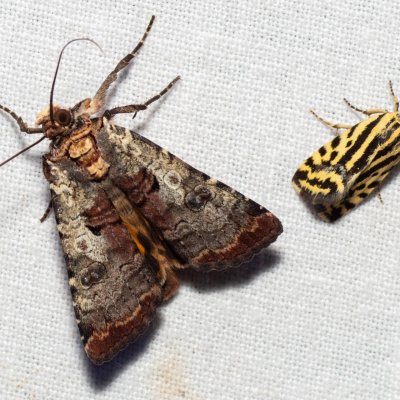 Epilecta linogrisea (osenice žlutošedá), PP Skalky u Sedlece