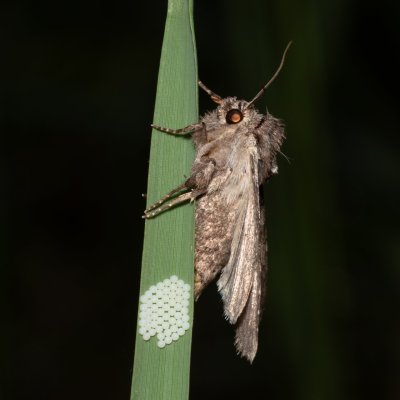 Lacanobia w-latinum (můra kručinková), NPP Červený kopec