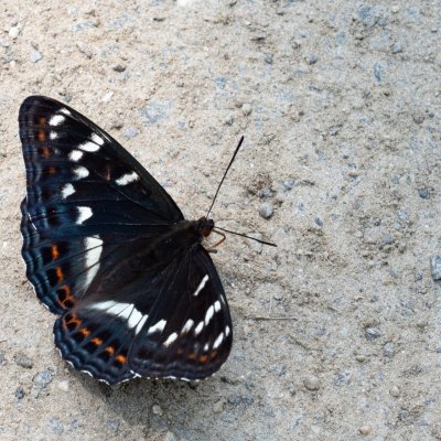 Limenitis populi (bělopásek topolový), IT, San Leonardo, Jižní Tyrolsko
