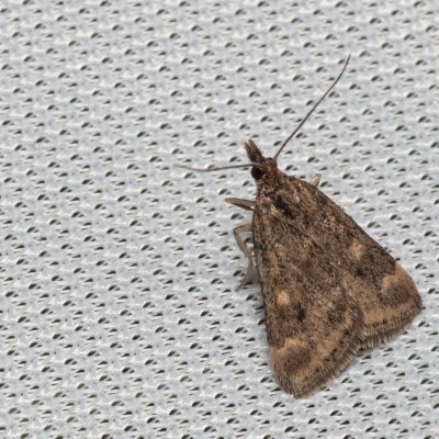 Pyrausta despicata (zavíječ stepní), PP Na cvičišti