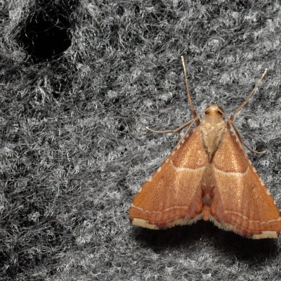 Endotricha flammealis (zavíječ červenavý), Lysá hora u Ochozu