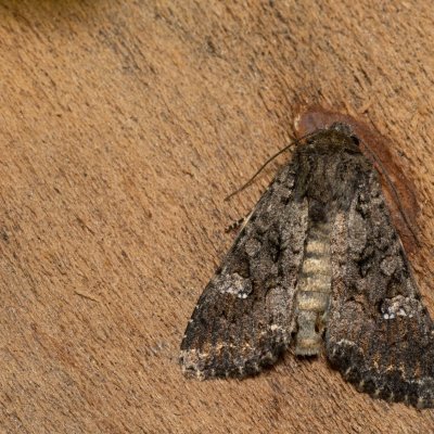 Mamestra brassicae (můra zelná), Hornek