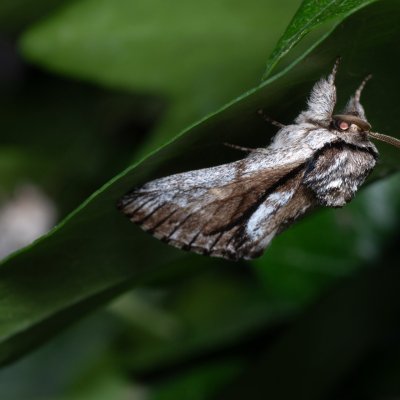 Paradrymonia vittata (-), HR, Jablanac