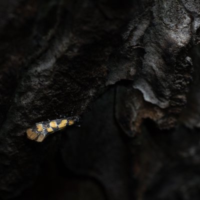 Decantha borkhausenii (-), PR Svatý kopeček