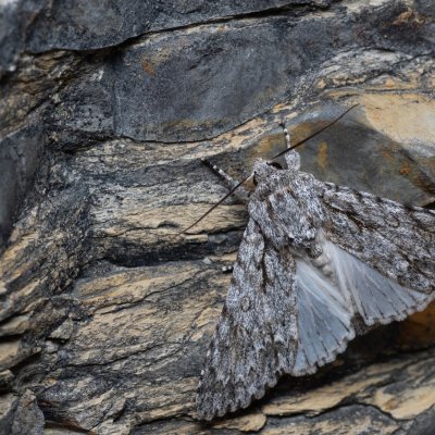 Acronicta aceris (šípověnka maďalová), Hády