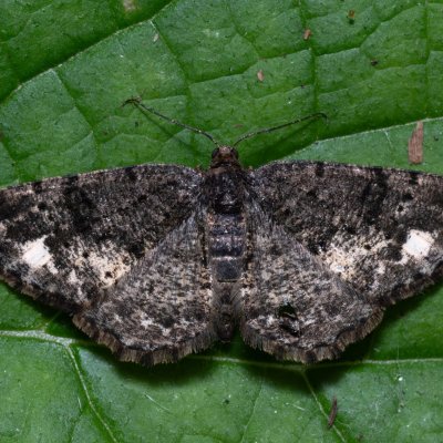 Parectropis similaria (různorožec lískový), Kateřinská jeskyně