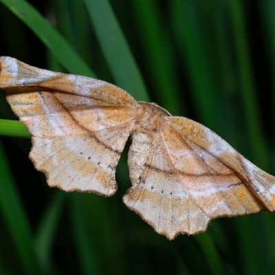 Apeira syringaria (zejkovec šeříkový), PR Kamenný vrch