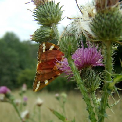 Euplagia quadripunctaria (přástevník kostivalový), Zlobice