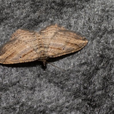 Costaconvexa polygrammata (píďalka pruhovaná), NPP Na Adamcích