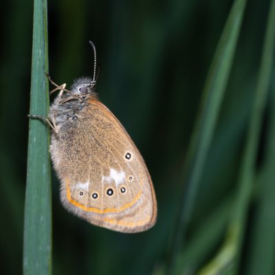 Coenonympha glycerion (okáč třeslicový), PP Střelický les