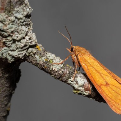 Diacrisia sannio (přástevník chrastavcový), PP Na cvičišti