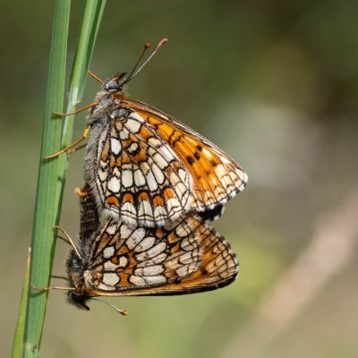 Melitaea athalia (hnědásek jitrocelový), PP Malhostovické kopečky